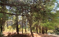 Rodos, Symbolic ceremony, Lake in the forest