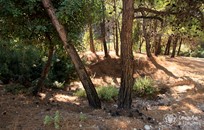 Rodos, Symbolic ceremony, Lake in the forest